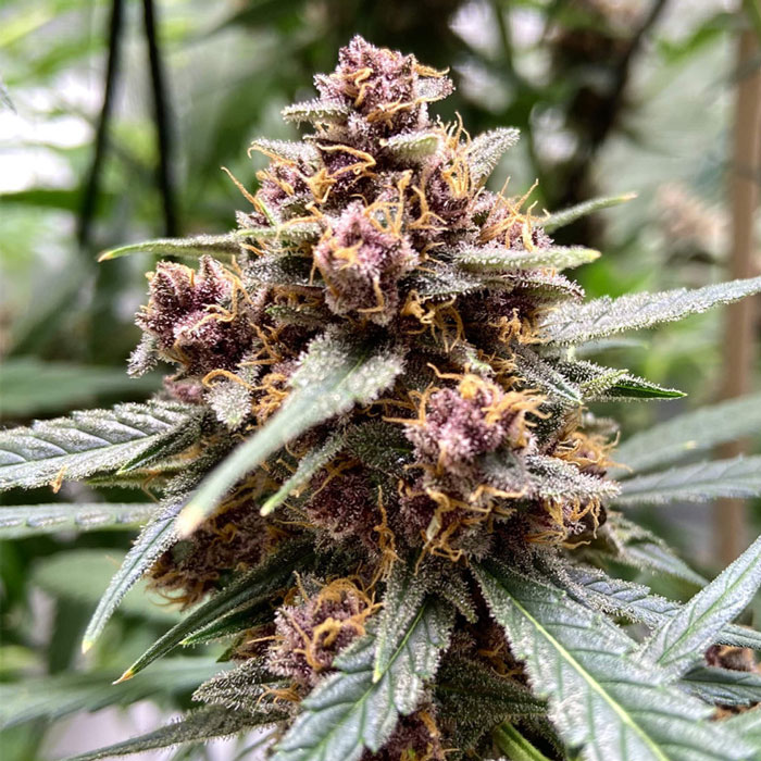 Насіння коноплі Durban Poison fem. Dutch Passion 