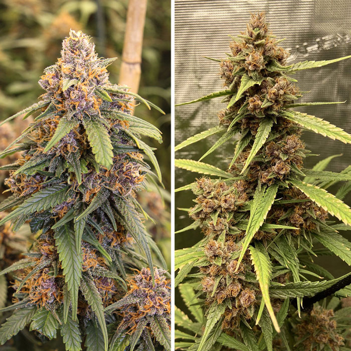 Насіння коноплі Durban Poison fem. Dutch Passion 