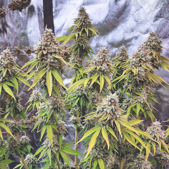 Семена конопли Glueberry O.G. fem. Dutch Passion 