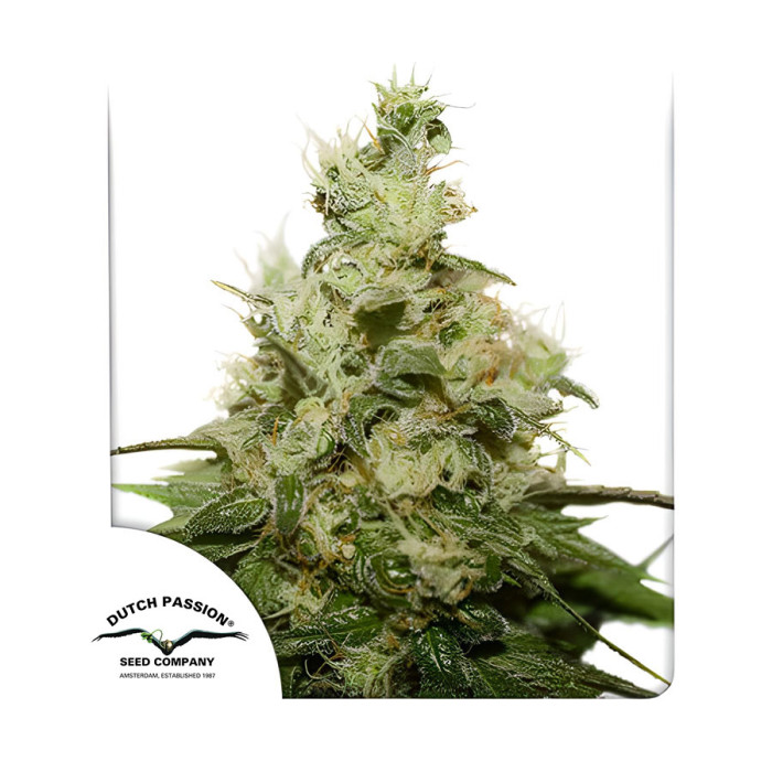 Насіння коноплі Kush CBD fem. Dutch Passion