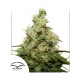 Насіння коноплі Kush CBD fem. Dutch Passion