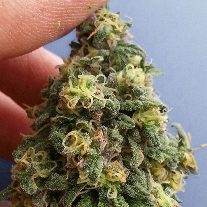 Насіння коноплі Kush CBD fem. Dutch Passion