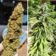 Насіння коноплі Kush CBD fem. Dutch Passion