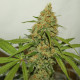 Насіння коноплі Kush CBD fem. Dutch Passion
