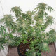 Насіння коноплі Kush CBD fem. Dutch Passion