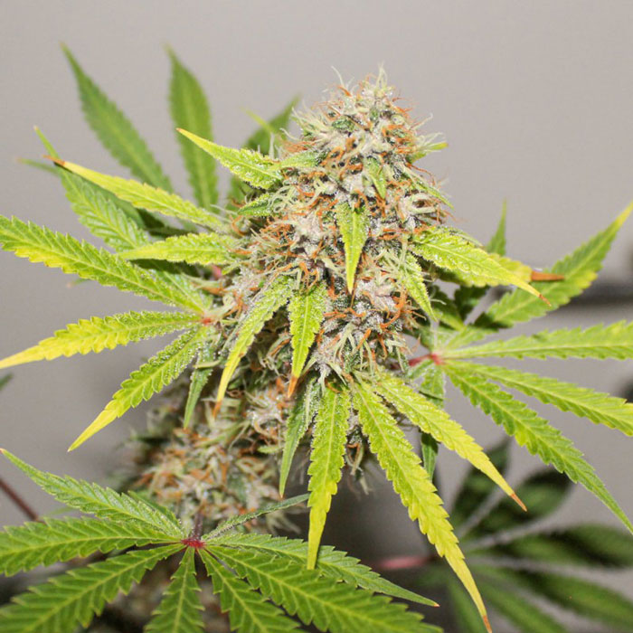 Семена конопли Pineapple Poison fem. Dutch Passion 
