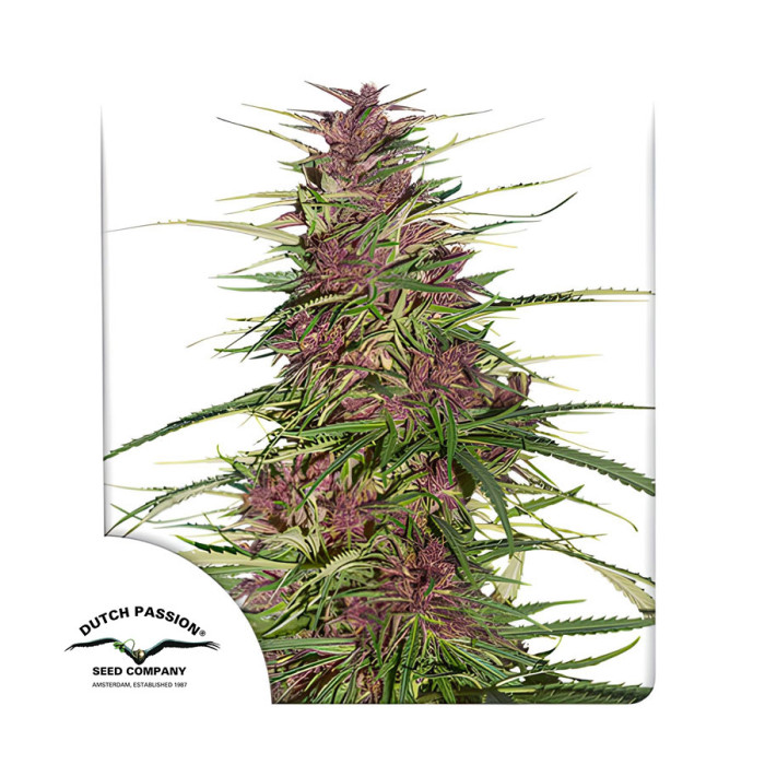 Семена конопли Purple #1 fem. Dutch Passion 
