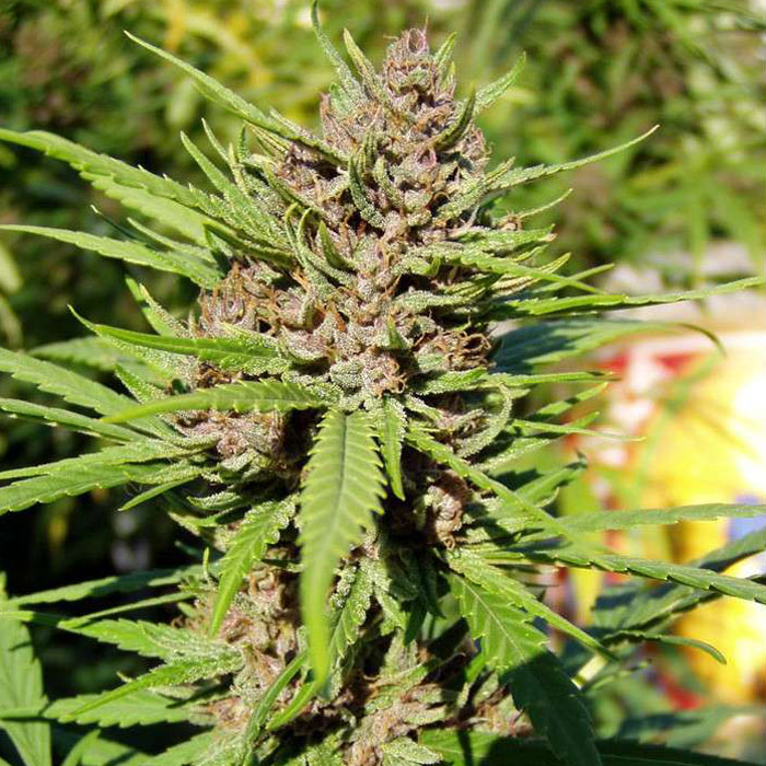 Семена конопли Purple #1 fem. Dutch Passion 
