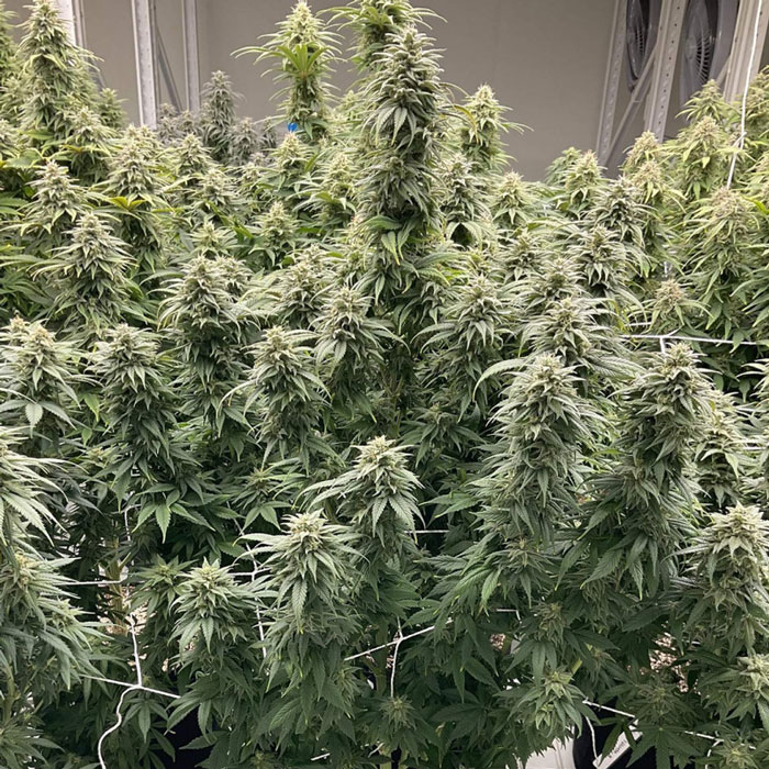 Семена конопли Skunk Haze CBD fem. Dutch Passion