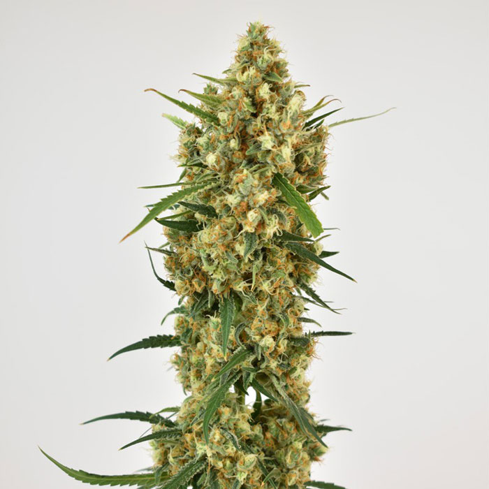 Семена конопли Snow Bud fem. Dutch Passion 
