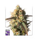 Насіння коноплі Strawberry Chemdawg OG fem. Dutch Passion 