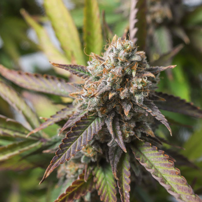 Насіння коноплі Strawberry Chemdawg OG fem. Dutch Passion 