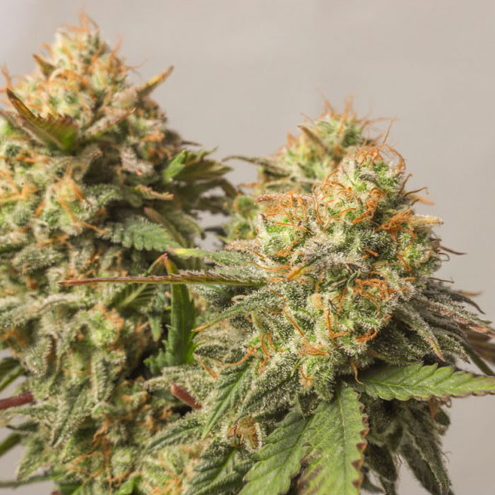 Насіння коноплі Strawberry Chemdawg OG fem. Dutch Passion 