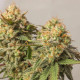 Насіння коноплі Strawberry Chemdawg OG fem. Dutch Passion 