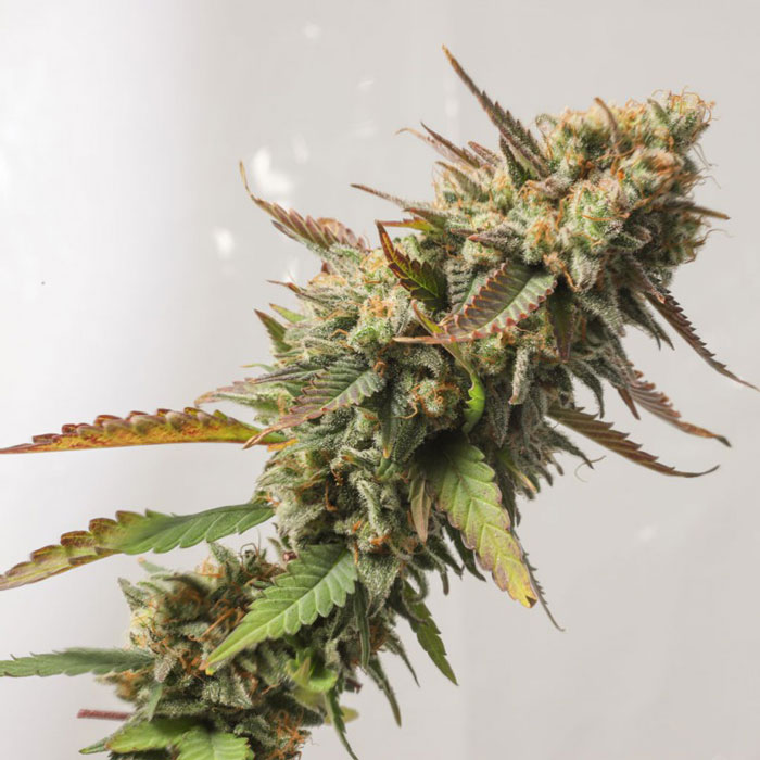 Насіння коноплі Strawberry Chemdawg OG fem. Dutch Passion 