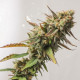 Насіння коноплі Strawberry Chemdawg OG fem. Dutch Passion 