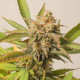Насіння коноплі Strawberry Chemdawg OG fem. Dutch Passion 