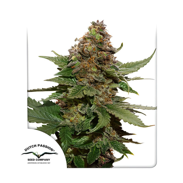 Семена конопли Strawberry Cough fem. Dutch Passion 