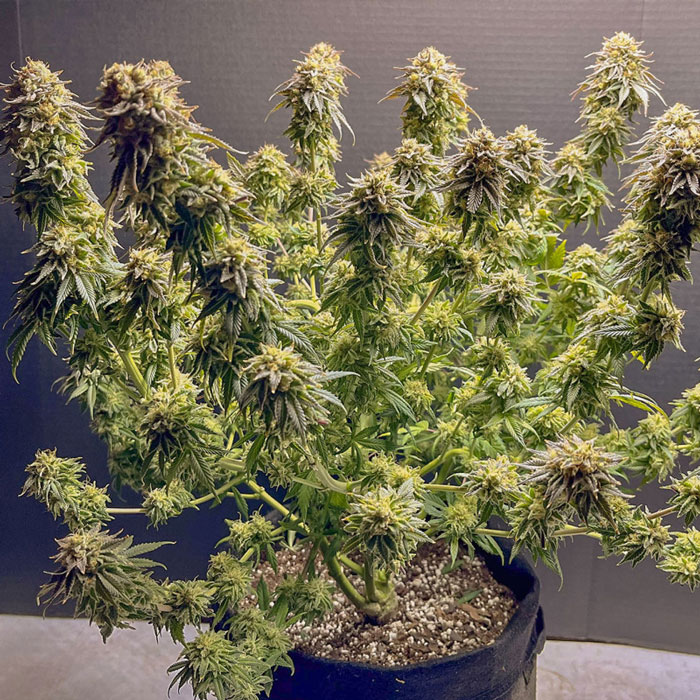 Семена конопли TnT Trichome fem. Dutch Passion 
