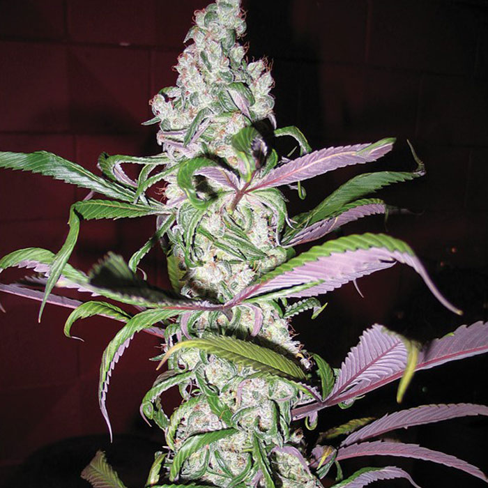 Насіння коноплі Blueberry reg. Dutch Passion