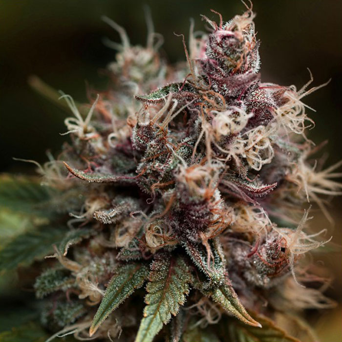 Насіння коноплі Blueberry reg. Dutch Passion