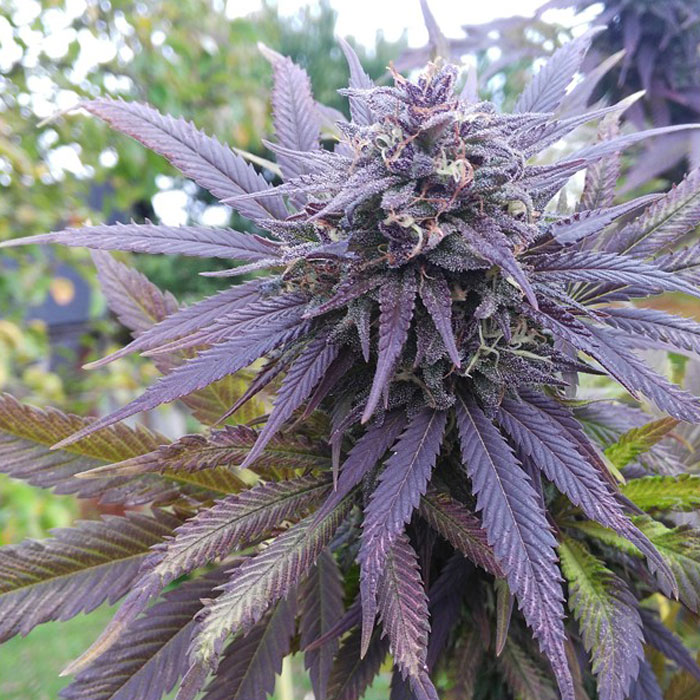 Насіння коноплі Blueberry reg. Dutch Passion