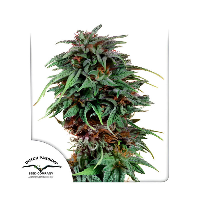 Насіння коноплі Durban Poison reg. Dutch Passion