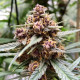 Насіння коноплі Durban Poison reg. Dutch Passion