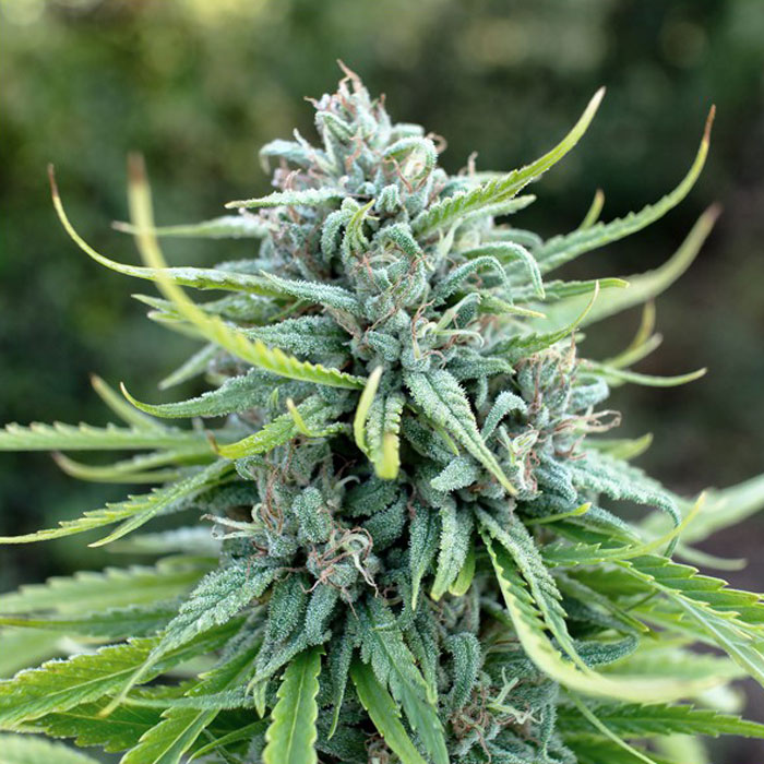 Насіння коноплі Durban Poison reg. Dutch Passion