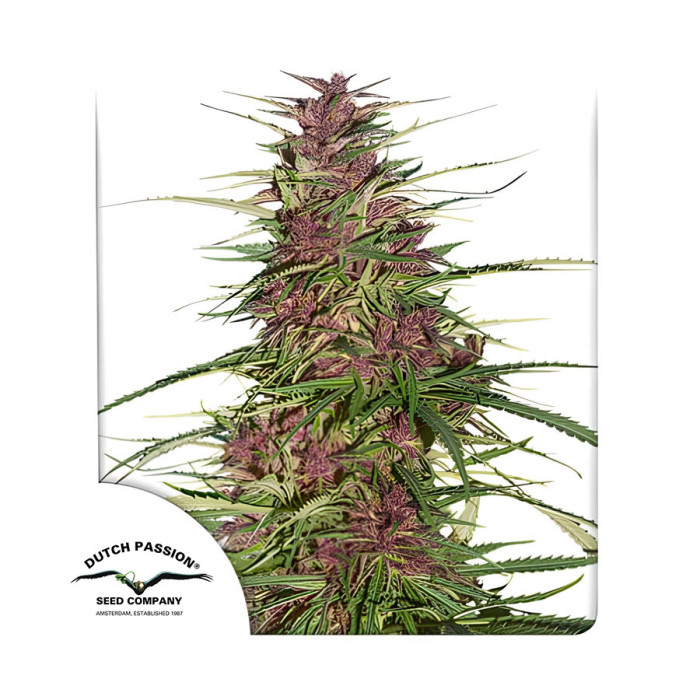 Насіння коноплі Purple #1 reg. Dutch Passion