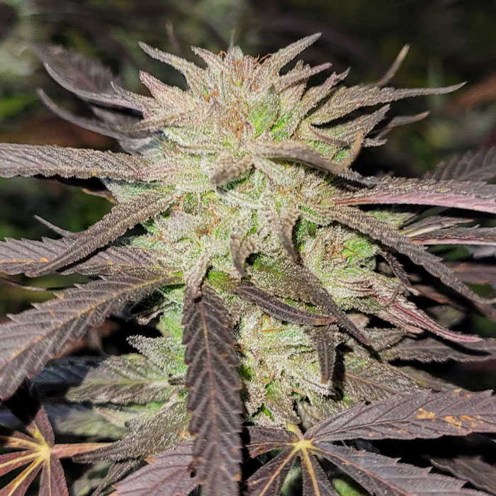 Насіння коноплі Purple #1 reg. Dutch Passion