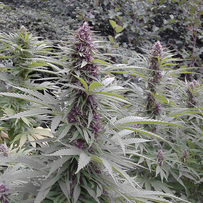 Насіння коноплі Purple #1 reg. Dutch Passion
