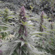 Семена конопли Purple #1 reg. Dutch Passion