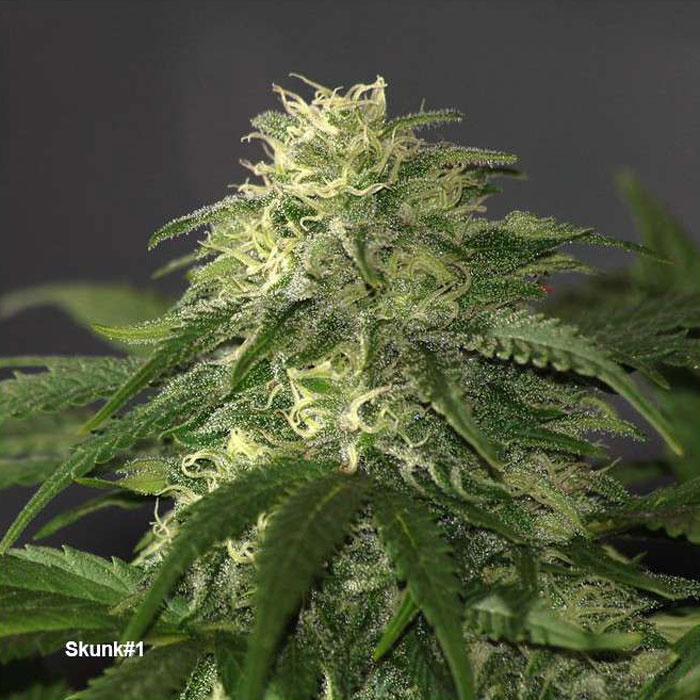 Семена конопли Skunk #1 reg. Dutch Passion