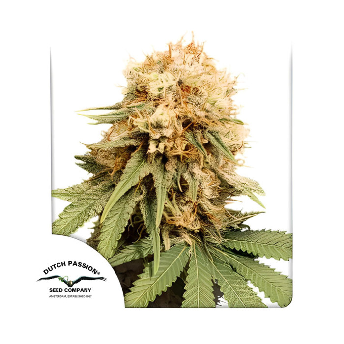 Насіння коноплі White Widow reg. Dutch Passion