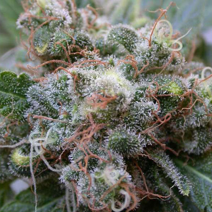 Насіння коноплі White Widow reg. Dutch Passion