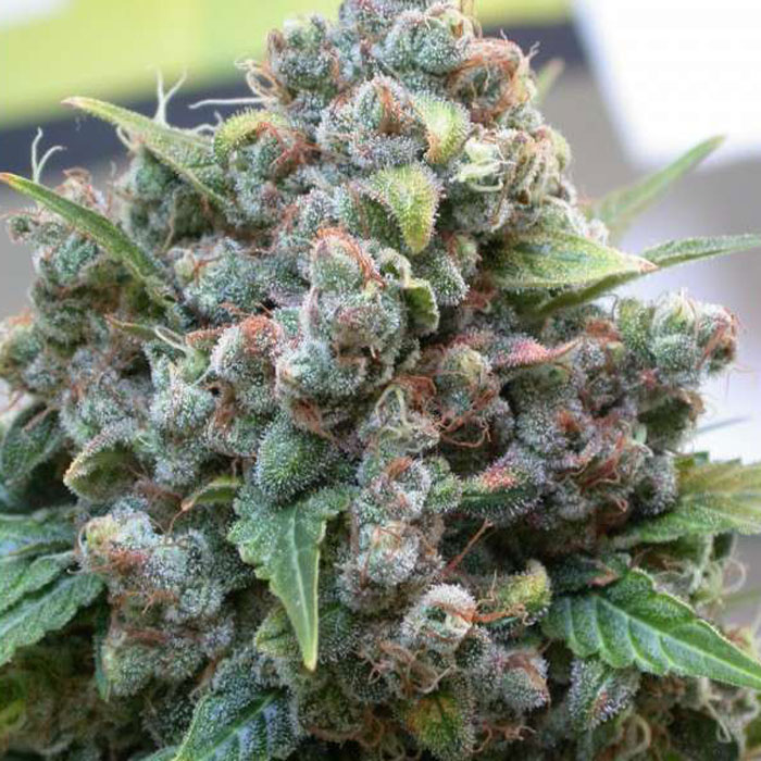 Насіння коноплі White Widow reg. Dutch Passion