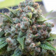 Насіння коноплі White Widow reg. Dutch Passion