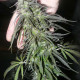 Насіння коноплі White Widow reg. Dutch Passion