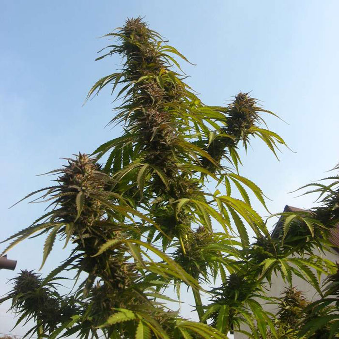 Насіння коноплі White Widow reg. Dutch Passion