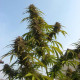 Насіння коноплі White Widow reg. Dutch Passion