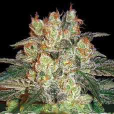 Afghan Kush Silver auto feminised (Errors Seeds)