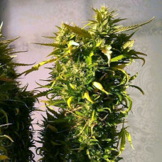 AK-47 Silver auto feminised (Errors Seeds)