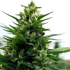 AK-47 Gold auto feminised (Errors Seeds)