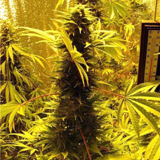 AK-49 Silver auto feminised (Errors Seeds)