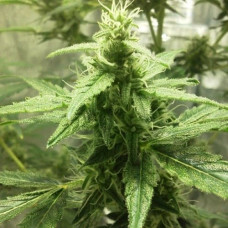 AK Gold auto feminised (Errors Seeds)