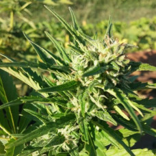 Amnesia Haze Silver auto feminised (Errors Seeds)