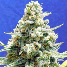 Amnesia Lemon Gold auto feminised (Errors Seeds)