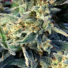 Amnesia Lemon Silver auto feminised (Errors Seeds)