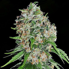 Amnesia Outlaw Silver feminised (Errors Seeds)